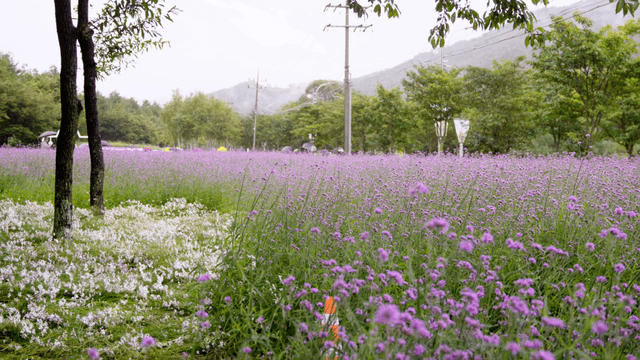Vast field of purple and white flowers