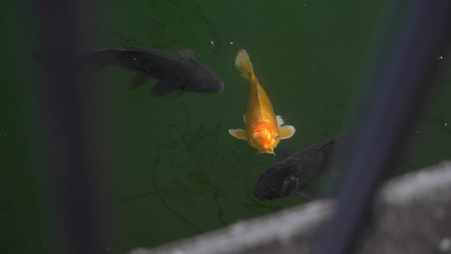 Colorful koi swimming in a pond