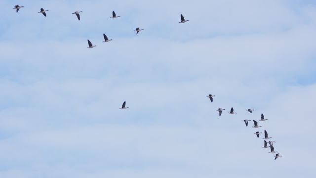 파란 하늘을 나는 새 떼