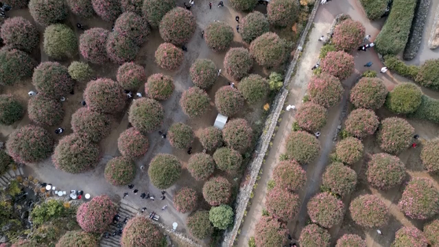 Aerial view of a garden with blooming trees
