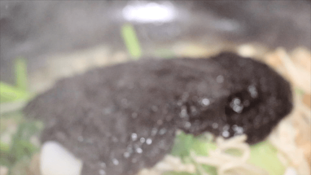 Spicy seasoning over cod and vegetables