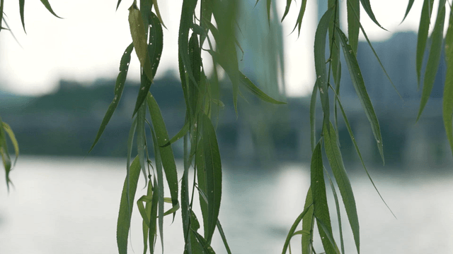 Willow leaves gently swaying by the river