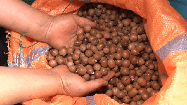 Hands sorting acorns in a large bag