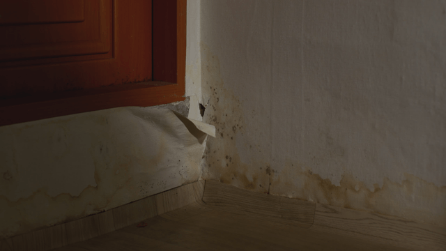 Damp and moldy corner of a room
