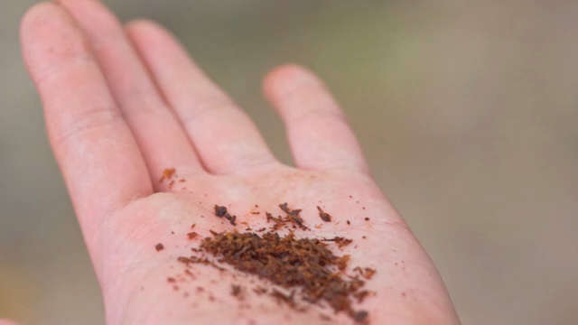 Cacao husk on palm