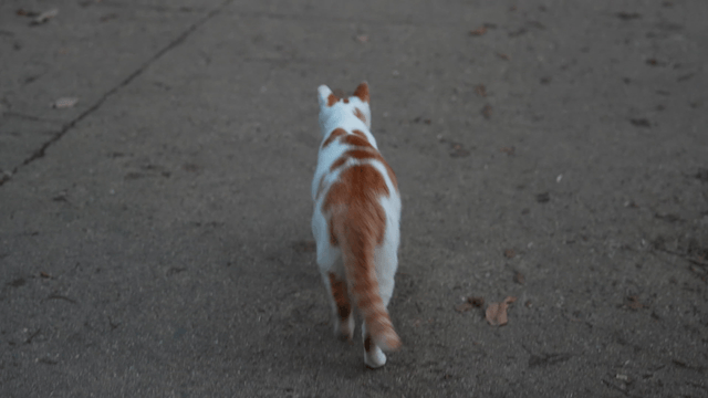 Cat walking on a leaf-covered path