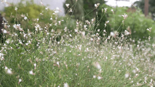 Field with small bright white flowers