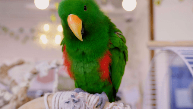 Vivid green parrot perched on a play perch