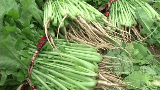 Freshly harvested young radishes in a field