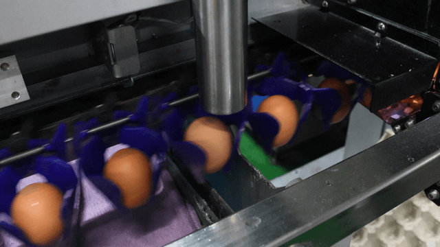 Eggs rapidly scanned in factory