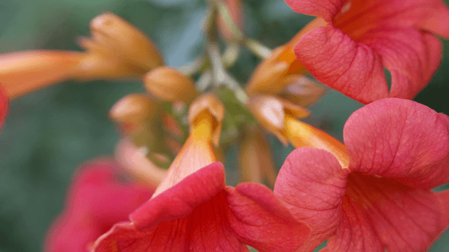 Close-up of vibrant red trumpet creeper flower in full bloom