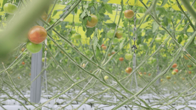 Tomatoes growing in a greenhouse