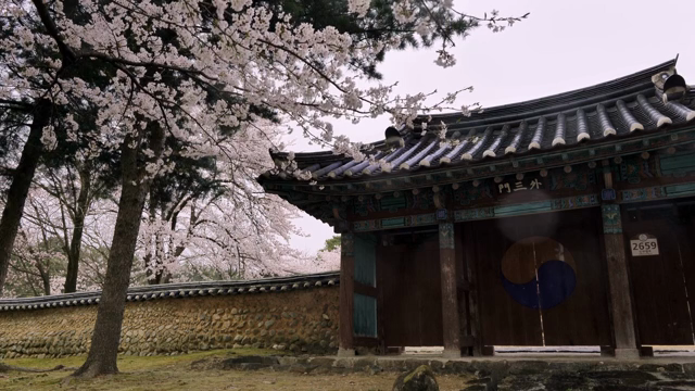 벚꽃이 핀 전통 한옥