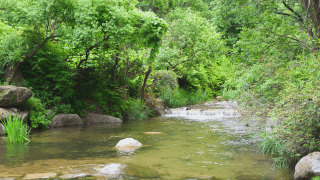 A tranquil valley surrounded by lush trees