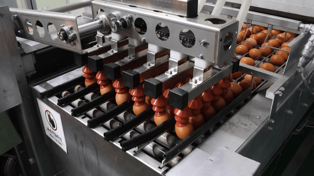 Machine transporting eggs in factory
