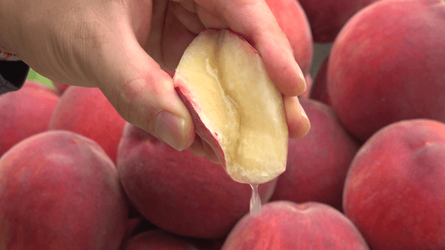 Hand squeezing peach juice