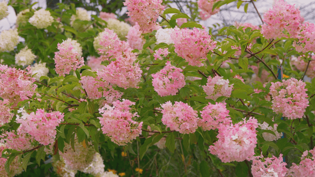 Light pink hydrangeas swaying gently in the wind