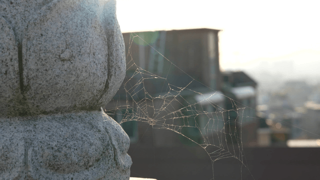 Spider web on a stone sculpture in sunlight