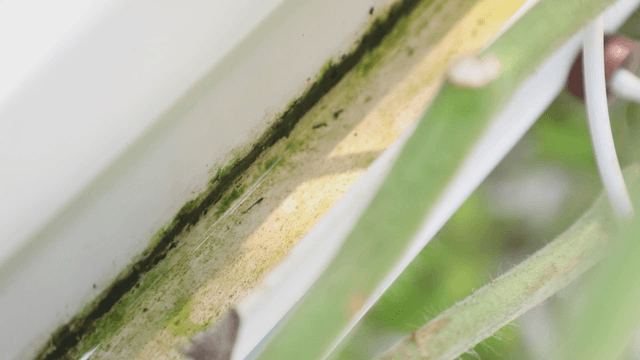 Flowing water in greenhouse