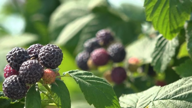 Ripe black raspberries on a sunny day