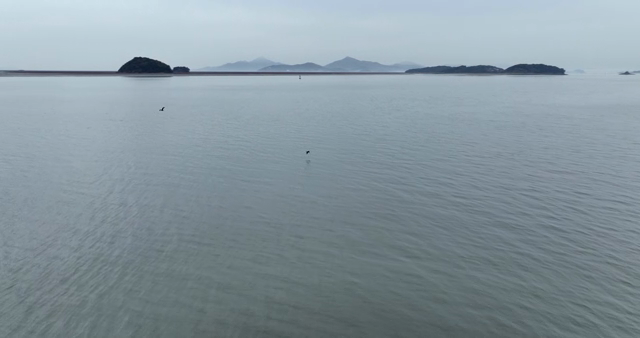 Birds flying over the vast sea