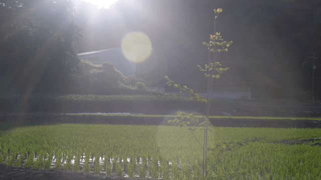 Wide green rice field under sunlight below the mountain