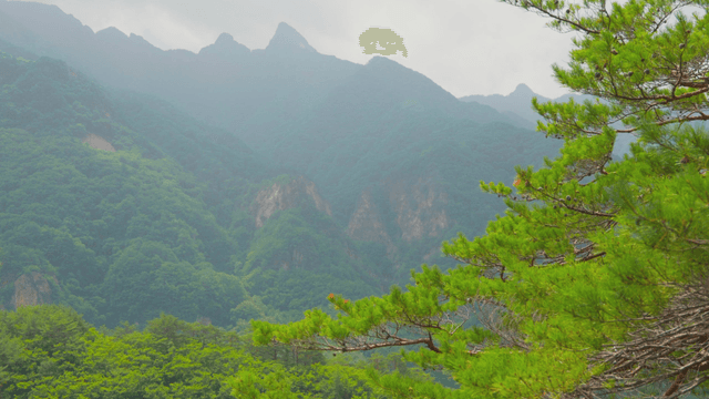 Green mountain with pine trees