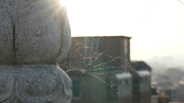 Spider web on a stone sculpture in sunlight