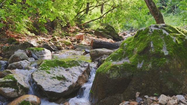 A tranquil forest valley with sunlight