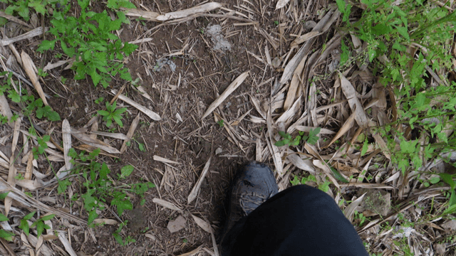 Walking through a forest path