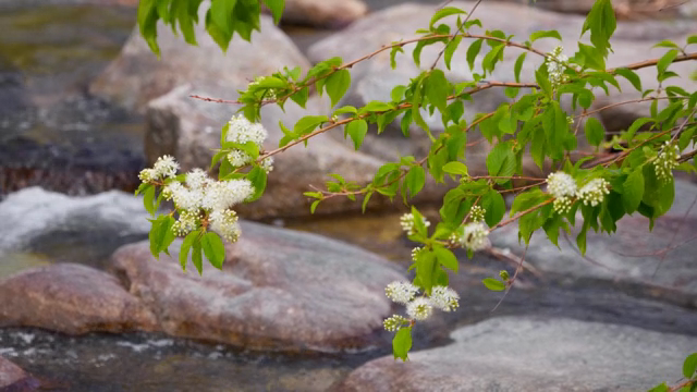 A branch with white flowers over a stream
