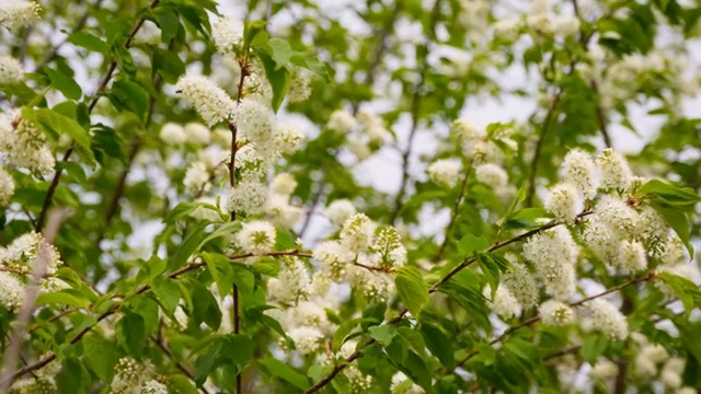 White flowers blooming on green branches
