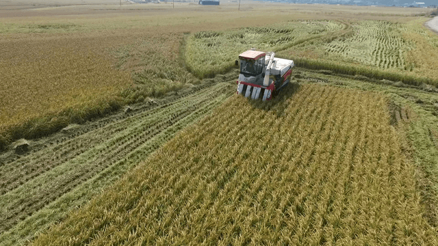 Harvester working in a golden rice field