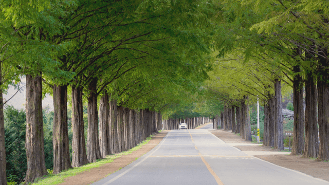 Scenic road lined with tall trees