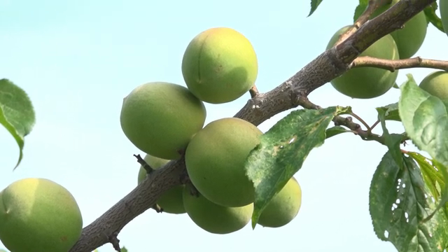 Green plums hanging on a tree branch