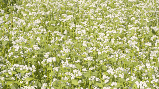 햇빛에 물든 메밀꽃밭 풍경