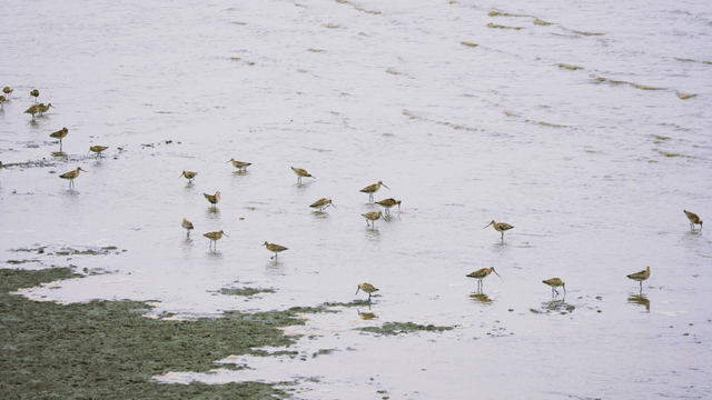 Sandpipers splashing in the shallow seawater