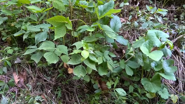 Pimpinella brachycarpa growing in a forest