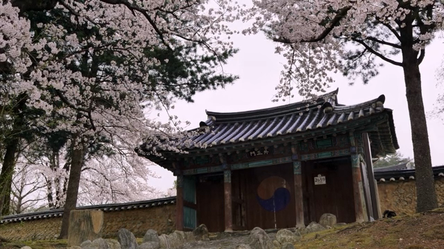 벚꽃이 핀 전통 한옥