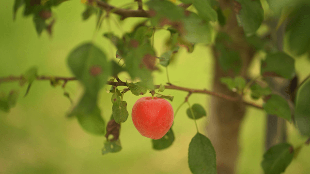 Ripe red apple hanging from tree branch
