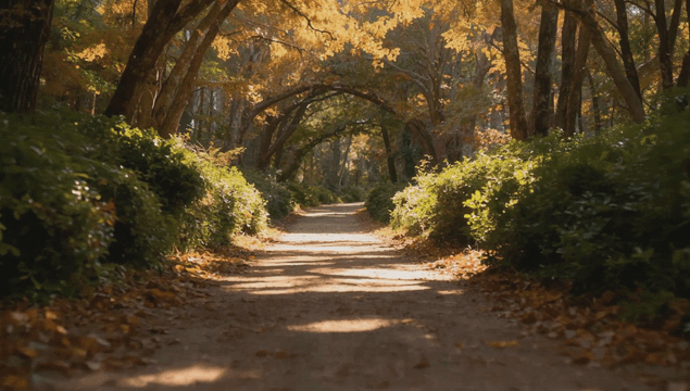 가을 낙엽이 있는 고요한 숲길