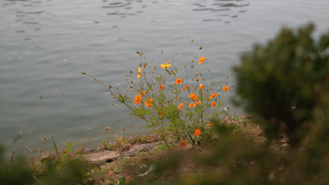 Wildflowers blooming by a calm lakeside