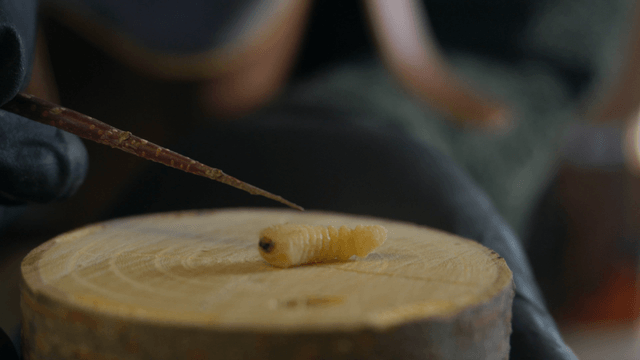 나무 토막 위 핀으로 건들려지는 애벌레