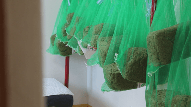 Fermented soybean blocks hanging indoors