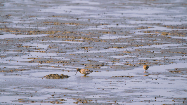 Sandpipers pecking at clams on the tidal flat