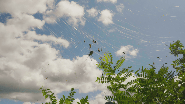 Spider weaving a web under a bright sky
