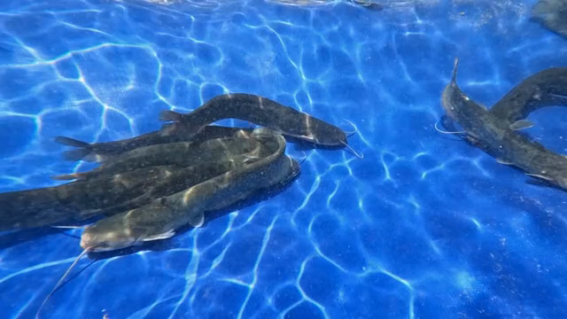 Catfish swimming in a blue pool