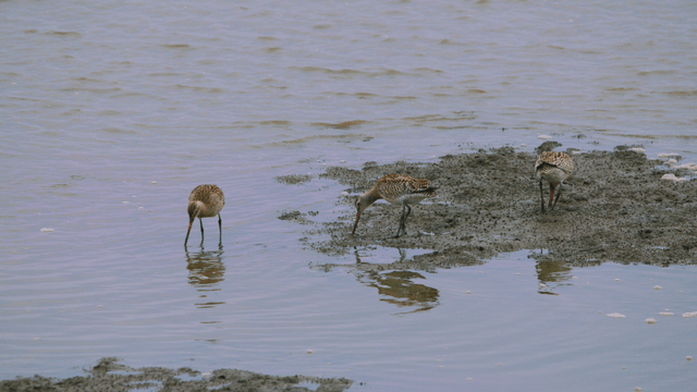 Sandpipers foraging in the shallow tidal sea