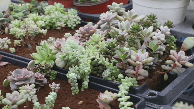 Various succulents in a greenhouse