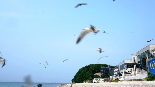 Seagulls flying over a beach